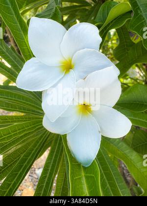 Fleur de Plumeria ou fleurs de Frangipanier 2 fleurs sur la plante. Hamilton Island, Queensland, Australie Banque D'Images