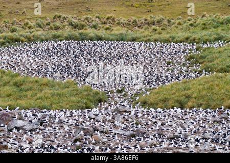 Colonie de reproduction d'albatros à sourcils noirs (Thalassarche melanophrys) sur l'île Jason Steeple, dans les îles Falkland Banque D'Images
