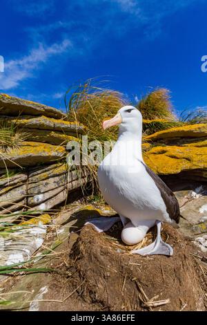 Colonie de reproduction d'albatros à sourcils noirs (Thalassarche melanophrys) sur l'île Carcass dans les îles Falkland Banque D'Images