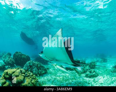 Raie aigle tachetée (Aetobatus narinari), réserve marine de Hol Chan, à l'intérieur de la barrière de corail mésoaméricaine, Belize Banque D'Images