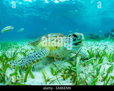 Tortue verte de mer (Chelonia mydas), se nourrissant sur le sable près de Caye Caulker, à l'intérieur de la barrière de corail méso-américaine, Belize Banque D'Images
