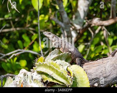 Iguane à queue épineuse noire (Ctenosaura similis), sur New River près de Lamanai, Belize Banque D'Images