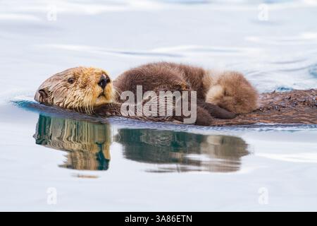 Mère et chiot de loutre de mer adulte (Enhydra lutris kenyoni) dans le col d'Inian, dans le sud-est de l'Alaska, aux États-Unis d'Amérique Banque D'Images