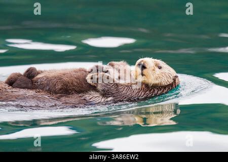Mère et chiot de loutre de mer adulte (Enhydra lutris kenyoni) dans le col d'Inian, dans le sud-est de l'Alaska, aux États-Unis d'Amérique Banque D'Images
