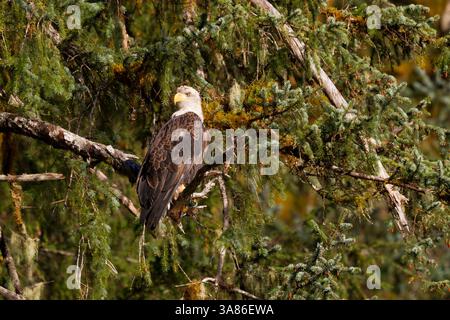 Aigle à tête blanche adulte (Haliaeetus leucocephalus) perché dans l'épinette de Sitka, dans le sud-est de l'Alaska, États-Unis d'Amérique Banque D'Images