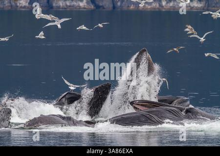 Rorquals à bosse adultes (Megaptera novaeangliae) se nourrissent en coopération avec des filets à bulles dans le sud-est de l'Alaska, aux États-Unis d'Amérique Banque D'Images