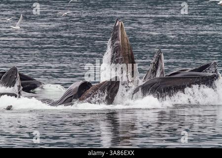 Rorquals à bosse adultes (Megaptera novaeangliae) se nourrissent en coopération avec des filets à bulles dans le sud-est de l'Alaska, aux États-Unis d'Amérique Banque D'Images