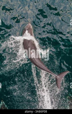 Un dauphin adulte du Pacifique à flancs blancs (Lagenorhynchus obliquidens) sautant dans le détroit de Johnstone, Colombie-Britannique, Canada Banque D'Images