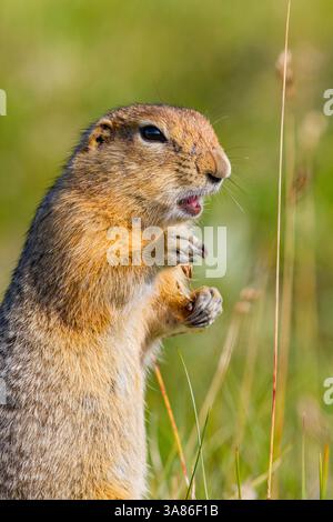 Écureuil terrestre arctique (Spermophilus parryii) adulte buvant dans le parc national Denali, Alaska, États-Unis d'Amérique Banque D'Images