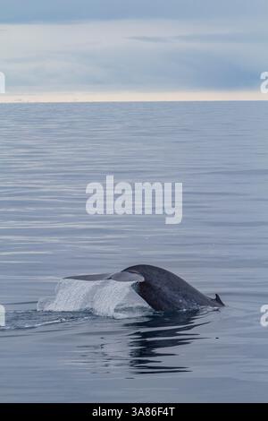 Observation rare d'un rorqual bleu adulte (Balaenoptera musculus) se nourrissant sous la surface dans l'archipel du Svalbard, Norvège Banque D'Images