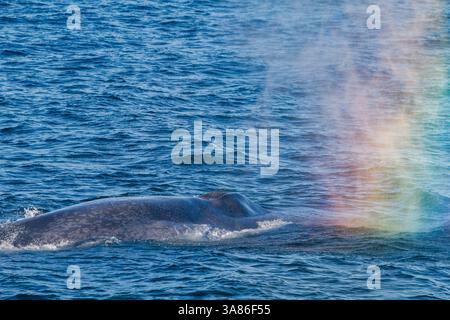 Observation rare d'un rorqual bleu adulte (Balaenoptera musculus) se nourrissant sous la surface dans l'archipel du Svalbard, Norvège Banque D'Images