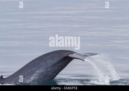 Observation rare d'un rorqual bleu adulte (Balaenoptera musculus) se nourrissant sous la surface dans l'archipel du Svalbard, Norvège Banque D'Images
