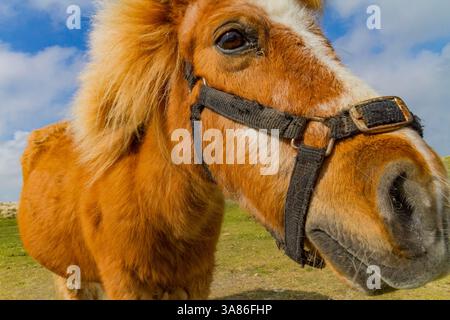 Poney Shetland adulte (Equus ferus caballus) dans les îles Shetland, Écosse, Royaume-Uni Banque D'Images