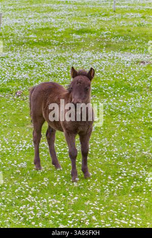 Poulain de poney Shetland (Equus ferus caballus) dans les îles Shetland, Écosse, Royaume-Uni Banque D'Images