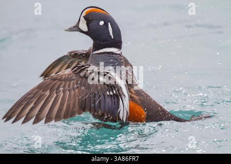 Canard arlequin adulte (Histrionicus histrionicus) en plumage complet dans les eaux calmes du lac Myvatn, Islande Banque D'Images