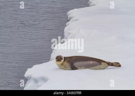 Phoque du Groenland (Pagophilus groenlandicus), traîné sur la banquise entre l'Islande et le Groenland dans le détroit de Danemark, au Danemark Banque D'Images
