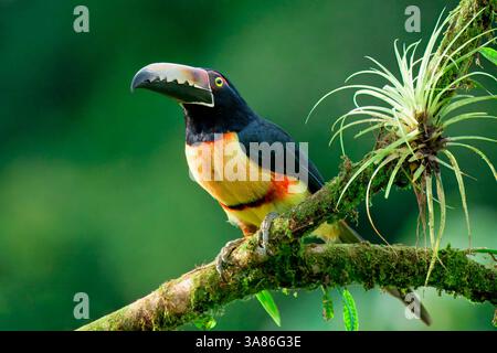 Aracari à collier (Pteroglossus torquatus) assis sur une branche, Costa Rica Banque D'Images