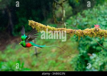 Quetzal resplendissant mâle (Pharomachrus mocinno) en vol, Costa Rica Banque D'Images