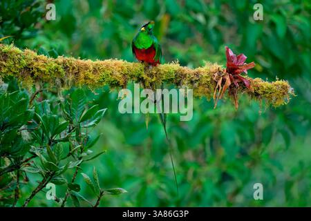 Quetzal resplendissant mâle (Pharomachrus mocinno) sur branche, Costa Rica Banque D'Images