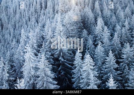 Vue aérienne des sapins enneigés, Pologne Banque D'Images