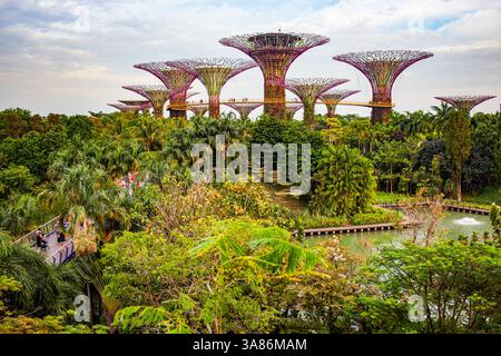 Supertrees in Gardens by the Bay, Singapour Banque D'Images