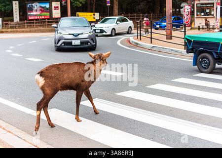 Un cerf sauvage marchant sur un passage à Nara, célèbre pour son cerf amical et en liberté, Nara, Honshu, Japon Banque D'Images