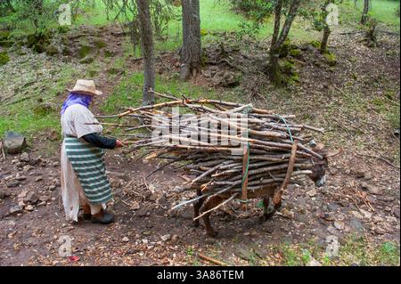 Femme portant du bois sur dos d'âne, forêt de cèdres de l'Atlas, près d'Azrou, moyen Atlas, Maroc Banque D'Images