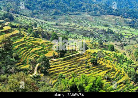 Terrace Farmland à Huangling, ancien village datant de la dynastie Ming, comté de Wuyuan, ville de Shangrao, province de Jiangxi, Chinaince, Chine Banque D'Images