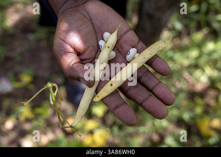 Agricultrice avec des haricots dans les mains à Kilimambogo, Kenya Banque D'Images