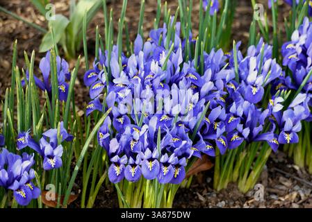 Violet/Violet 'Iris reticulata' (Iris nain) à bulbe précoce fleurs cultivées dans la frontière au RHS Garden Harlow Carr, Harrogate, Yorkshire, Angleterre, Royaume-Uni Banque D'Images