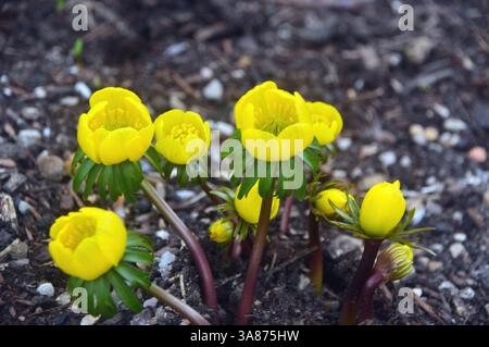 Jaune Eranthis Hyemalis 'Cilicica Group' (aconite d'hiver) fleurs cultivées dans la frontière à RHS Garden Harlow Carr, Harrogate, Yorkshire, Angleterre, Royaume-Uni Banque D'Images