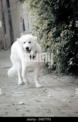 Un grand chien de montagne blanc des Pyrénées marche joyeusement sur un chemin pavé à l'extérieur. Prise de vue intégrale, portrait d'animaux de compagnie, cadre urbain Banque D'Images