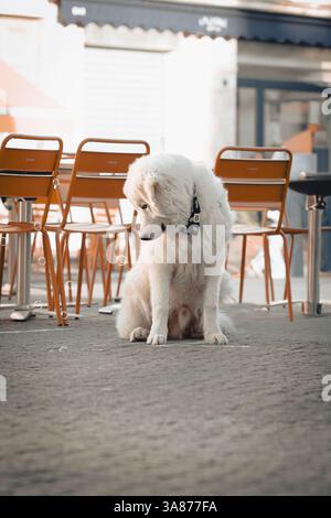 Un grand chien blanc des Pyrénées est assis à regarder des bulles sur une zone pavée près des chaises de café en plein air. Gros plan, portrait d'animaux, cadre urbain Banque D'Images