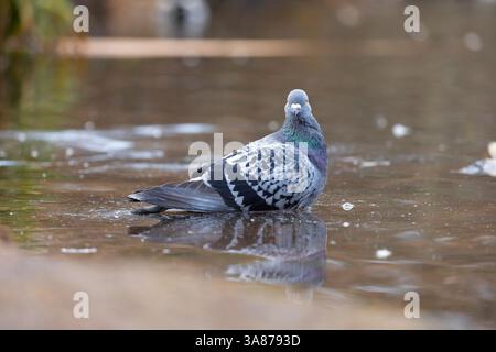 Vue latérale rapprochée d'un pigeon britannique sauvage assis dans l'eau. Banque D'Images