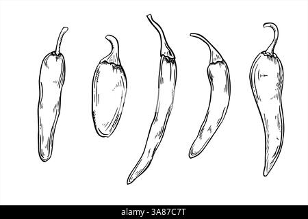 Illustration d'art au trait de poivrons vectoriels peinte par des encres noires. Jalapeno, Cayenne, Chili set dessin graphique réaliste. Légumes pour mexicain Illustration de Vecteur