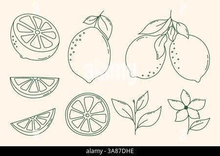 Ensemble de fruits au citron dessinés à la main. Citrons vectoriels, fruits de citron entiers, fleur, feuille, tranches de citron et citron à moitié coupé, ensemble de citrons hachés. Dessin animé Illustration de Vecteur