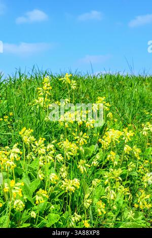 Exposition de Cowslip commun (Primula veris) poussant sur la rive ensoleillée en bordure de route - sud-Touraine, France. Banque D'Images