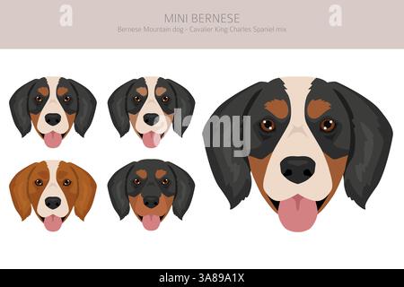 Mini clipart bernois. Chien de montagne bernois - Cavalier King Charles mélange d'épagneuses. Différentes couleurs de pelage. Illustration vectorielle Illustration de Vecteur