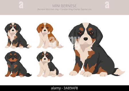 Mini clipart bernois. Chien de montagne bernois - Cavalier King Charles mélange d'épagneuses. Différentes couleurs de pelage. Illustration vectorielle Illustration de Vecteur