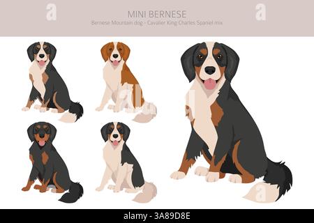 Mini clipart bernois. Chien de montagne bernois - Cavalier King Charles mélange d'épagneuses. Différentes couleurs de pelage. Illustration vectorielle Illustration de Vecteur