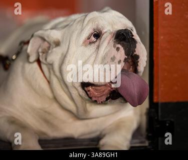 16 septembre 2017 - Athens, GA, États-Unis - Athens, GA - 16 septembre 2017 : les treizième Bulldogs de l'Université de Géorgie accueillent les Samford Bulldogs au stade Sanford. (Crédit image : © Steven Limentani/ISIPhotos via ZUMA Wire) Banque D'Images