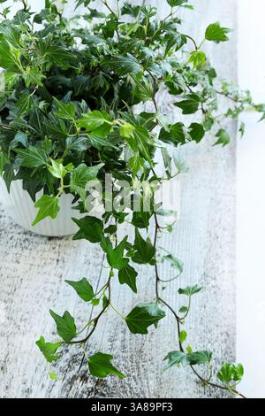 Plante de lierre verte dans un pot isolé sur une table en bois blanc. Plante décorative. Concept de jardinage à la maison. Copier l'espace. Banque D'Images