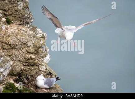 Fulmar du nord en vol le long des falaises côtières, Royaume-Uni Banque D'Images