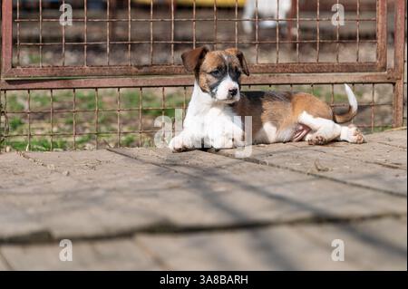Chiot mignon sauvé dans un abri serbe pour chiens sans-abri le jour ensoleillé de l'hiver pendant la socialisation et la formation d'obéissance Banque D'Images