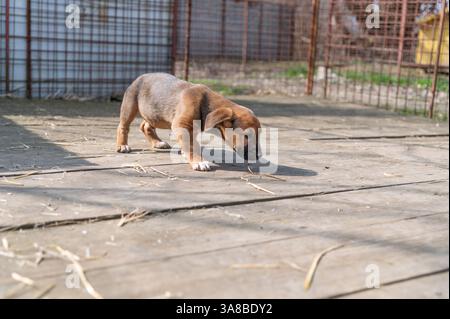 Chiot mignon sauvé dans un abri serbe pour chiens sans-abri le jour ensoleillé de l'hiver pendant la socialisation et la formation d'obéissance Banque D'Images