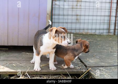 Chiot mignon sauvé dans un abri serbe pour chiens sans-abri le jour ensoleillé de l'hiver pendant la socialisation et la formation d'obéissance Banque D'Images