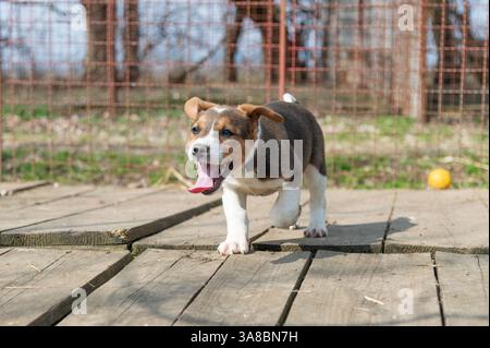 Chiot mignon sauvé dans un abri serbe pour chiens sans-abri le jour ensoleillé de l'hiver pendant la socialisation et la formation d'obéissance Banque D'Images