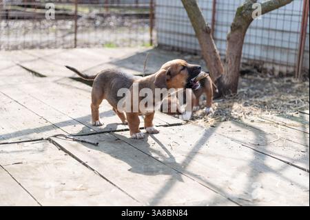 Chiot mignon sauvé dans un abri serbe pour chiens sans-abri le jour ensoleillé de l'hiver pendant la socialisation et la formation d'obéissance Banque D'Images