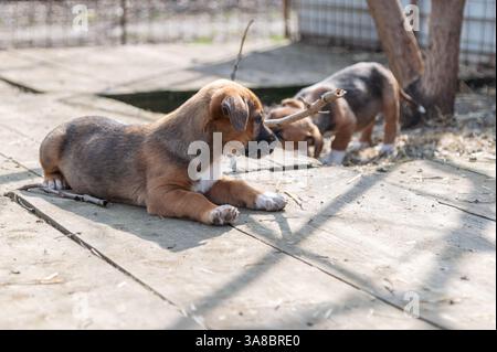 Chiot mignon sauvé dans un abri serbe pour chiens sans-abri le jour ensoleillé de l'hiver pendant la socialisation et la formation d'obéissance Banque D'Images