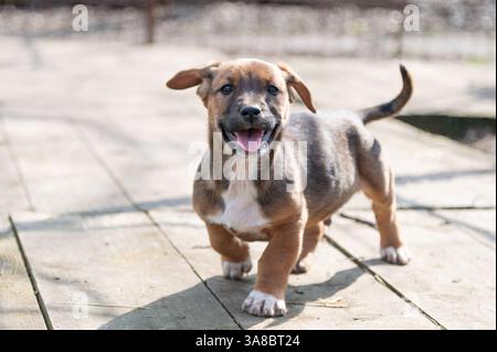 Chiot mignon sauvé dans un abri serbe pour chiens sans-abri le jour ensoleillé de l'hiver pendant la socialisation et la formation d'obéissance Banque D'Images